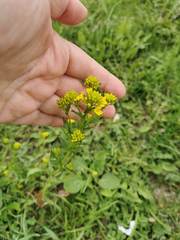 Barbarea vulgaris