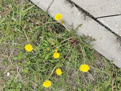 Taraxacum officinale