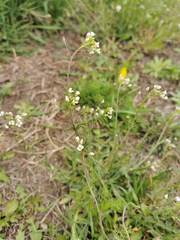 Capsella bursa-pastoris