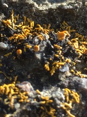 Caloplaca coralloides image