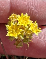 Ivesia webberi