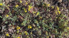 Ivesia webberi