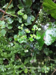 Chrysosplenium glechomifolium