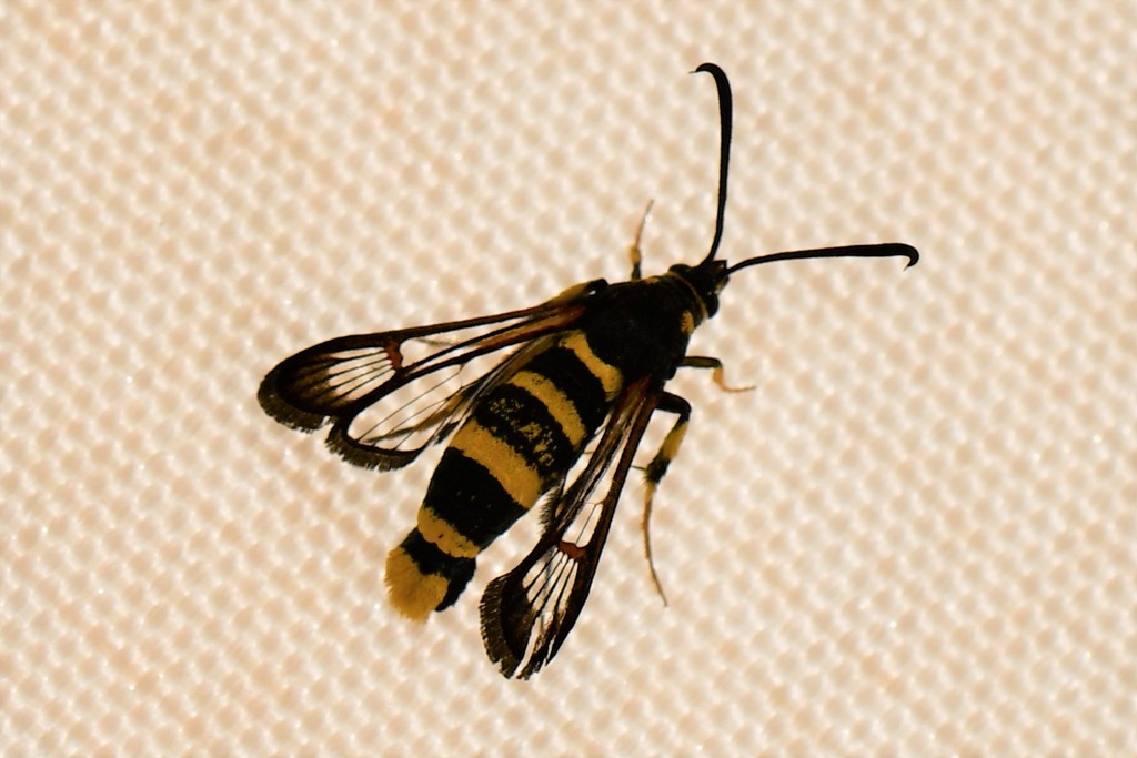 Synanthedon theryi
