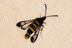Synanthedon theryi