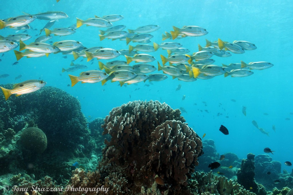Blackspot snapper (Lutjanus ehrenbergii) — Lutjanidae