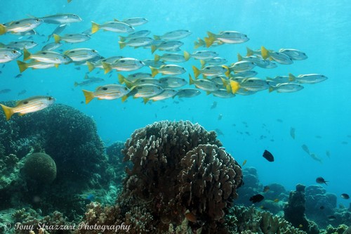 Blackspot snapper (Lutjanus ehrenbergii) — Lutjanidae