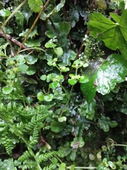 Chrysosplenium glechomifolium