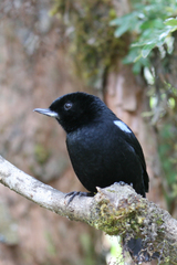 Diglossa lafresnayii