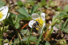 Andrena rufosignata