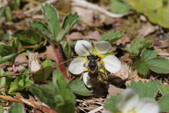 Andrena rufosignata