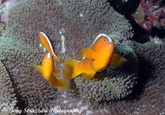 Amphiprion sandaracinos