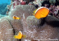 Amphiprion sandaracinos
