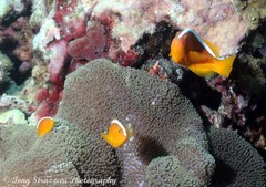Amphiprion sandaracinos