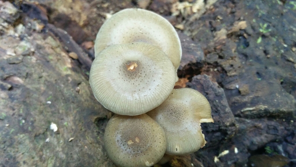 Armillaria pallidula