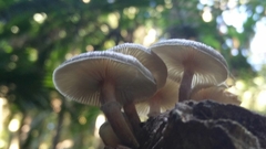 Armillaria pallidula