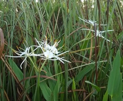 Hymenocallis choctawensis