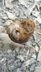 Hedleyella falconeri