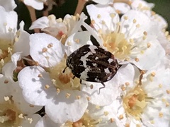 Anthrenus angustefasciatus