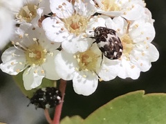 Anthrenus angustefasciatus
