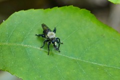 Laphria virginica