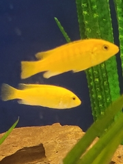 Labidochromis caeruleus