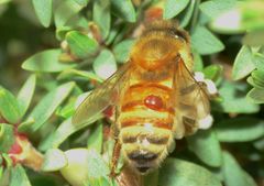 Varroa destructor