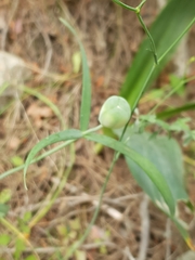 Fritillaria messanensis