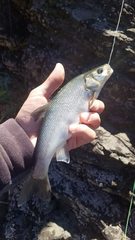 Siphateles bicolor