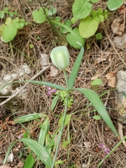 Fritillaria messanensis
