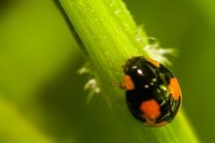 Hyperaspis connectens