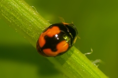 Hyperaspis connectens