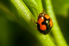 Hyperaspis connectens