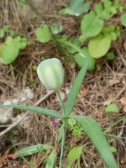 Fritillaria messanensis
