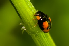 Hyperaspis connectens