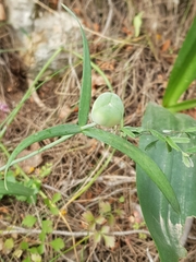 Fritillaria messanensis