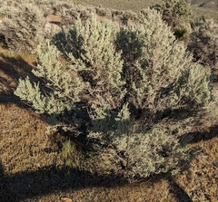 Artemisia tridentata tridentata