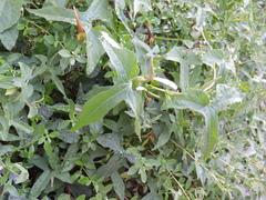 Aristolochia pentandra
