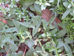Aristolochia pentandra