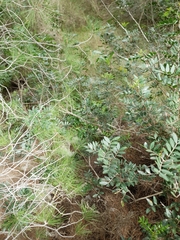 Fritillaria messanensis