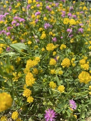 Trifolium