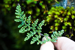 Myriopteris intertexta