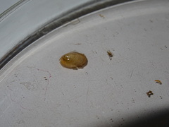 Ancylus fluviatilis