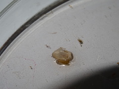 Ancylus fluviatilis