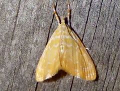 Glaphyria glaphyralis