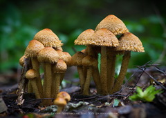 Lacrymaria pyrotricha