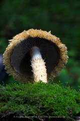 Lacrymaria pyrotricha