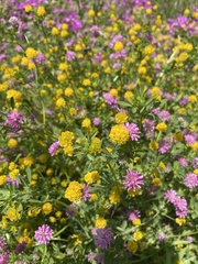 Trifolium