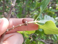 Disholcaspis pruniformis