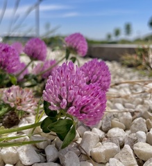Trifolium pratense